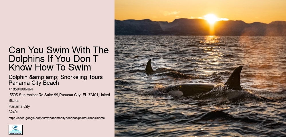 Dolphin Swim Tours, Sunset Cruises, And Dolphin Programs