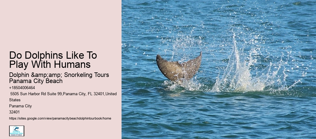 City Beach Dolphin Tours