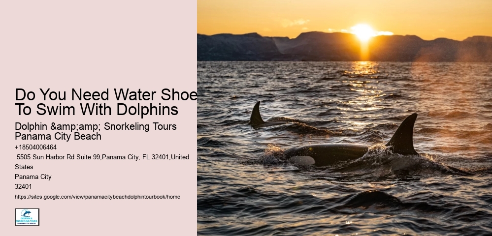 Do You Need Water Shoes To Swim With Dolphins