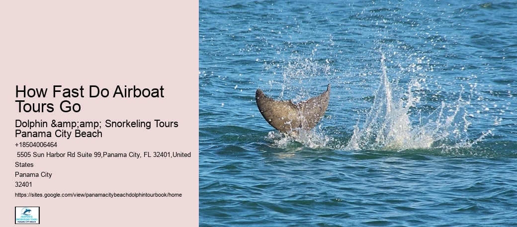 Ensure Your Spot On A Guided Dolphin Tour And Witness The Charm Of Panama City Beach