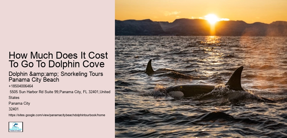 How Much Does It Cost To Swim With The Dolphins In Panama City Beach