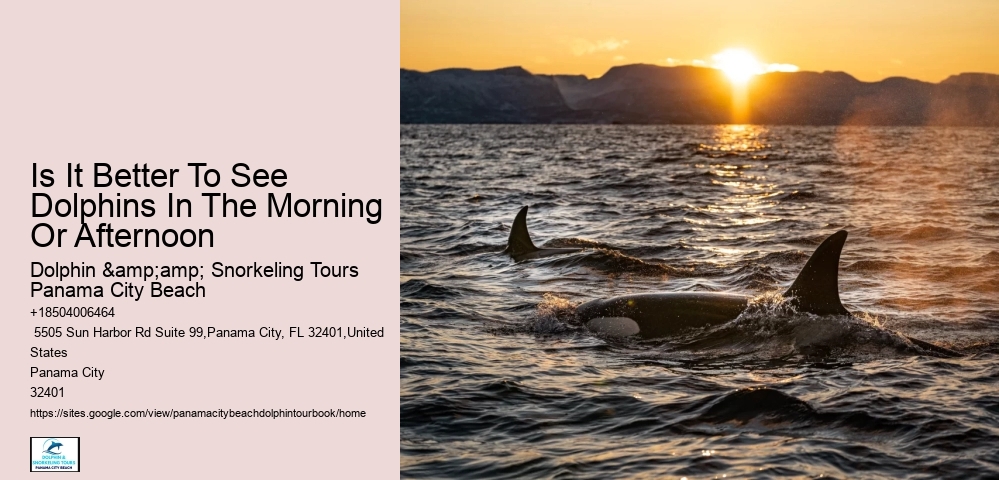 Is It Better To See Dolphins In The Morning Or Afternoon