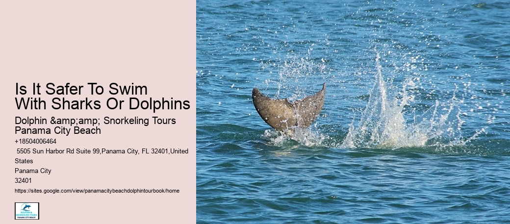 Beach Dolphin Tours