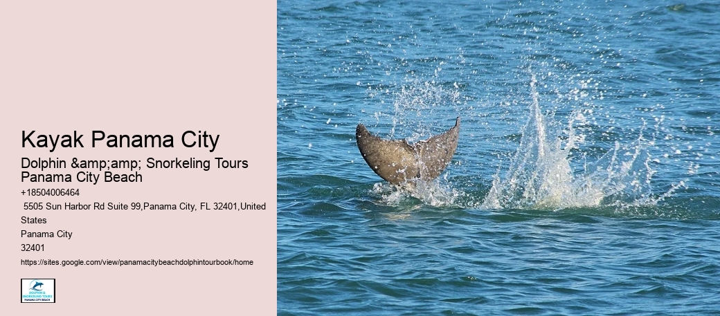 Panama City Beach Dolphin Tours And Adventures