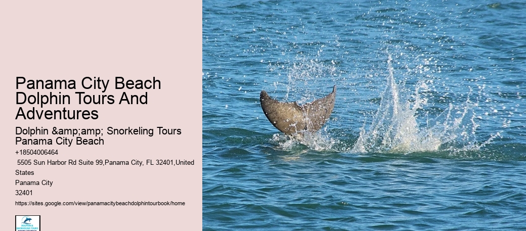 Panama City Beach Dolphin Tours And Adventures