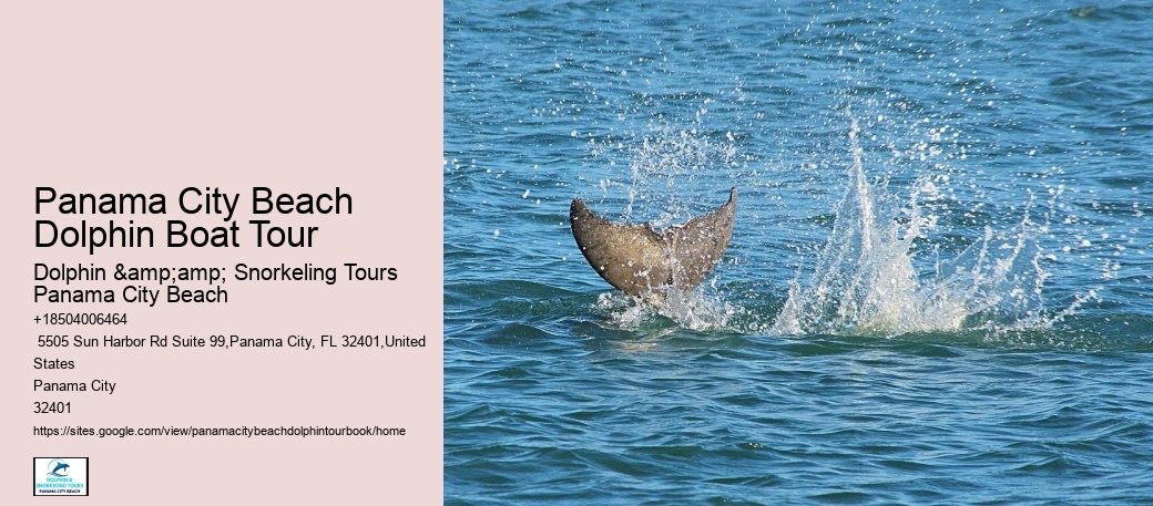 Reserve Your Place On A Guided Dolphin Tour In Panama City Beach Today