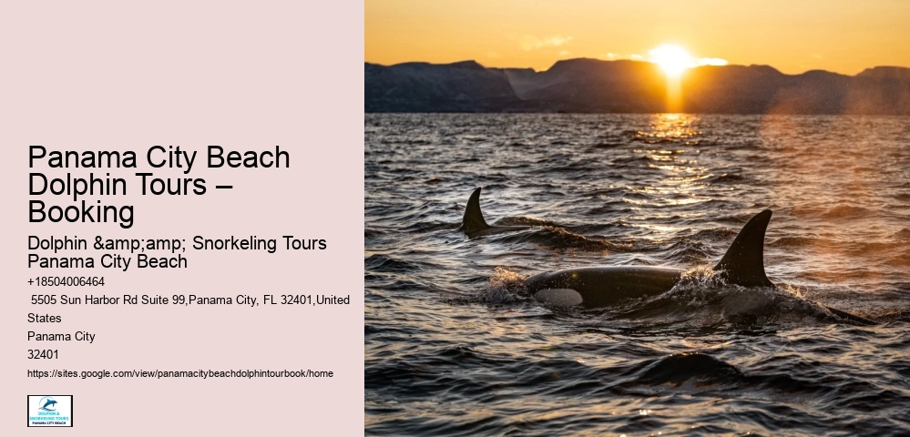 Book Your Panama City Beach Dolphin Tour Today!