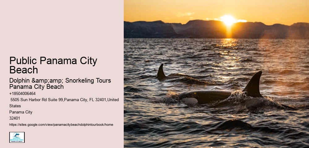 Make The Most Of Your Time In Panama City Beach – Book A Dolphin Tour Today!