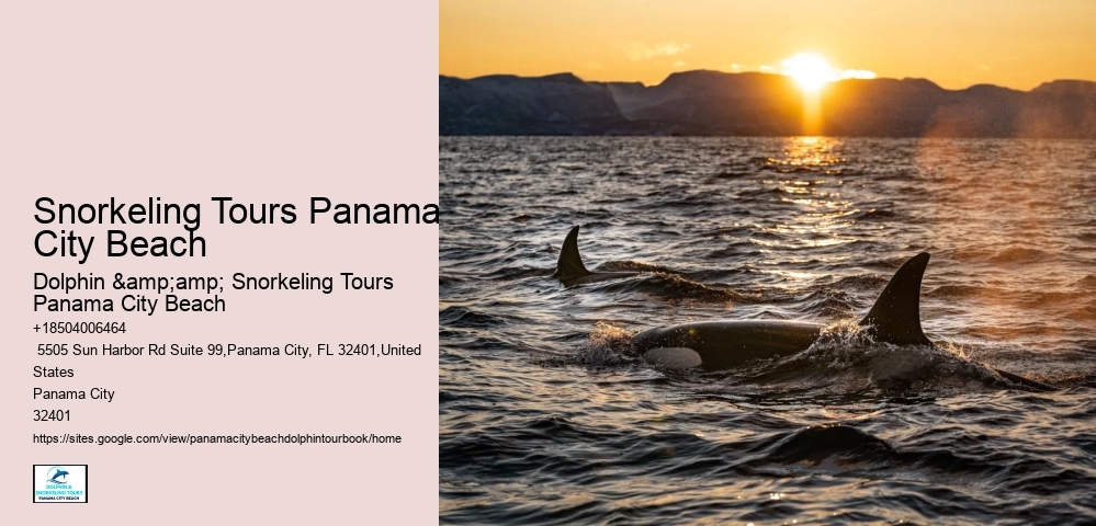 Book Your Spot On Our Panama City Beach Dolphin Tours And Make A Splash!