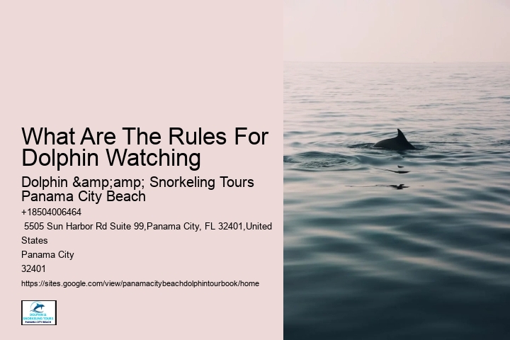 What Are The Rules For Dolphin Watching