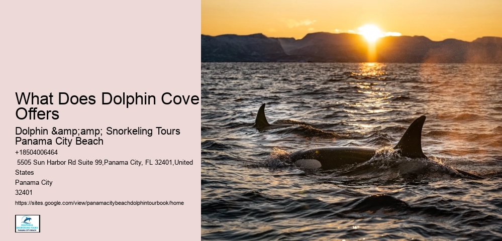 Make Your Panama City Beach Visit Extraordinary By Booking A Dolphin Tour