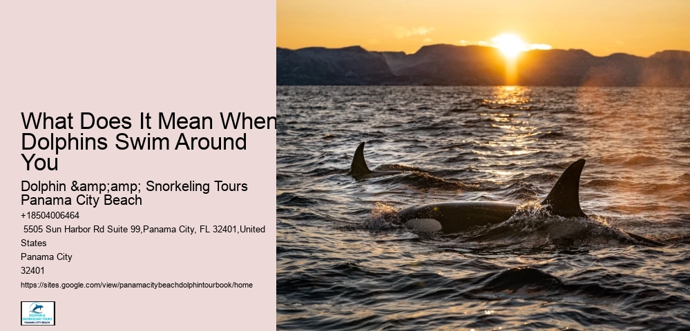 Reserve Your Space For A Breathtaking Dolphin Tour In Panama City Beach