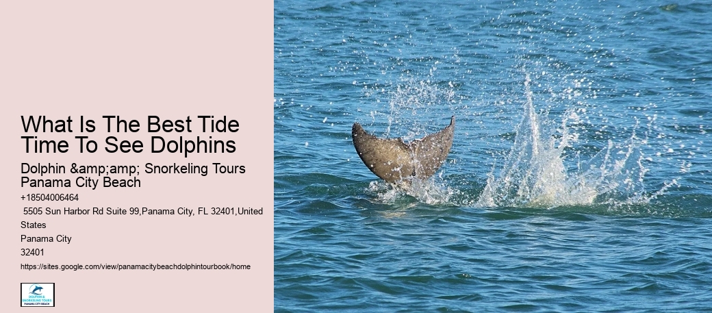 What Is The Best Tide Time To See Dolphins