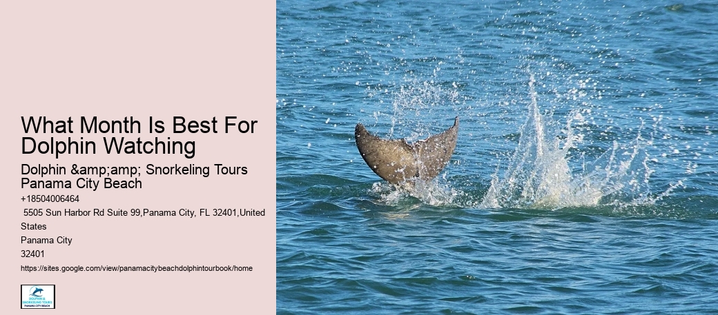 Ensure Your Seat On Our Dolphin Tours – Book Today