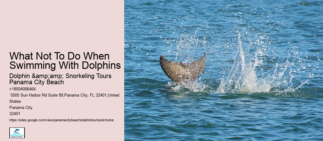 What Not To Do When Swimming With Dolphins