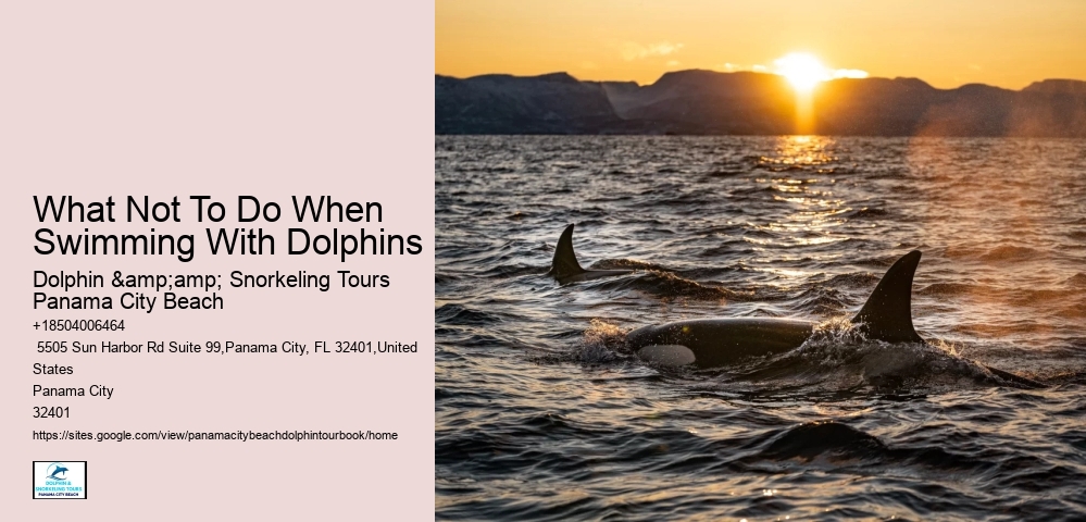 Dolphin Tours And Cruise Faqs