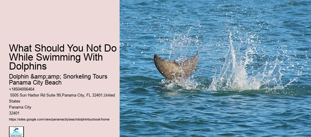 What Should You Not Do While Swimming With Dolphins