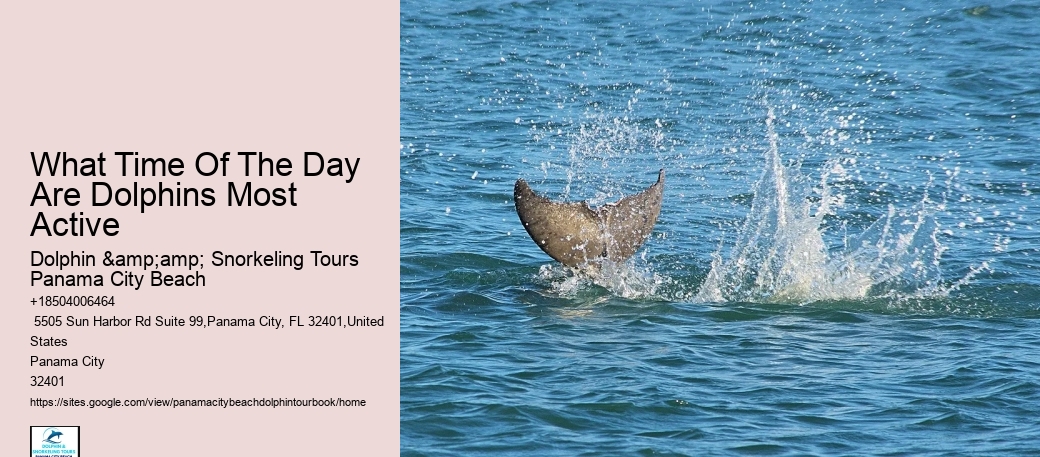 Ensure Your Place On A Guided Dolphin Tour For An Unforgettable Experience In Panama City Beach