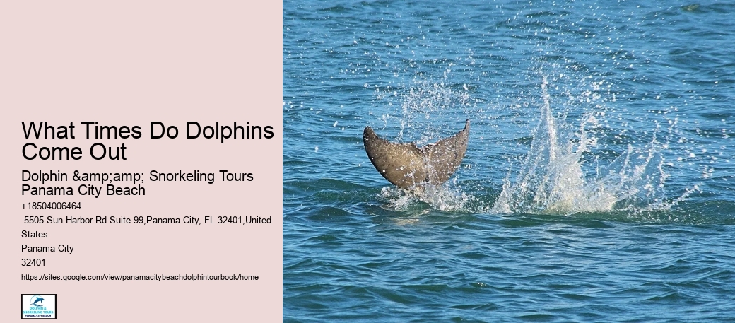 Before Your Tour - Dolphin Encounter