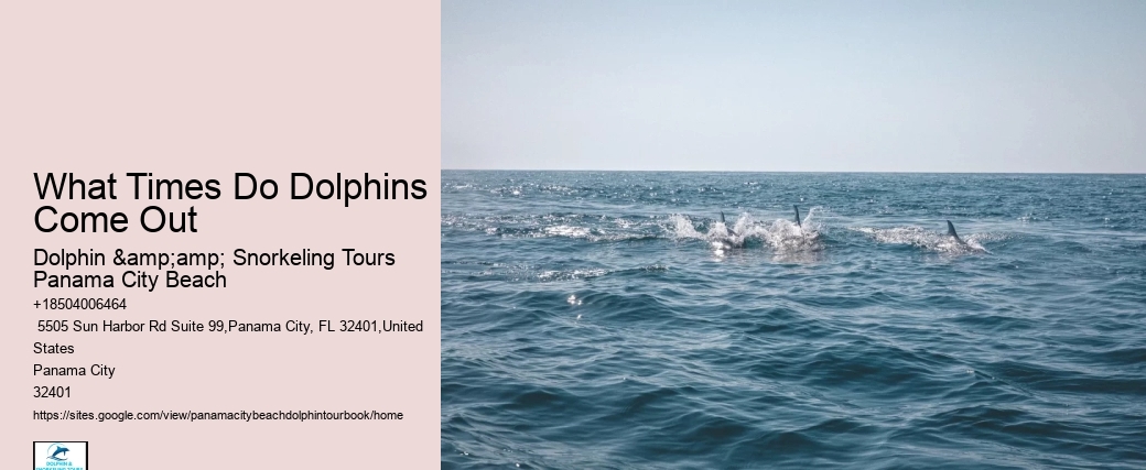 Where Are The Best Places To See Dolphins In