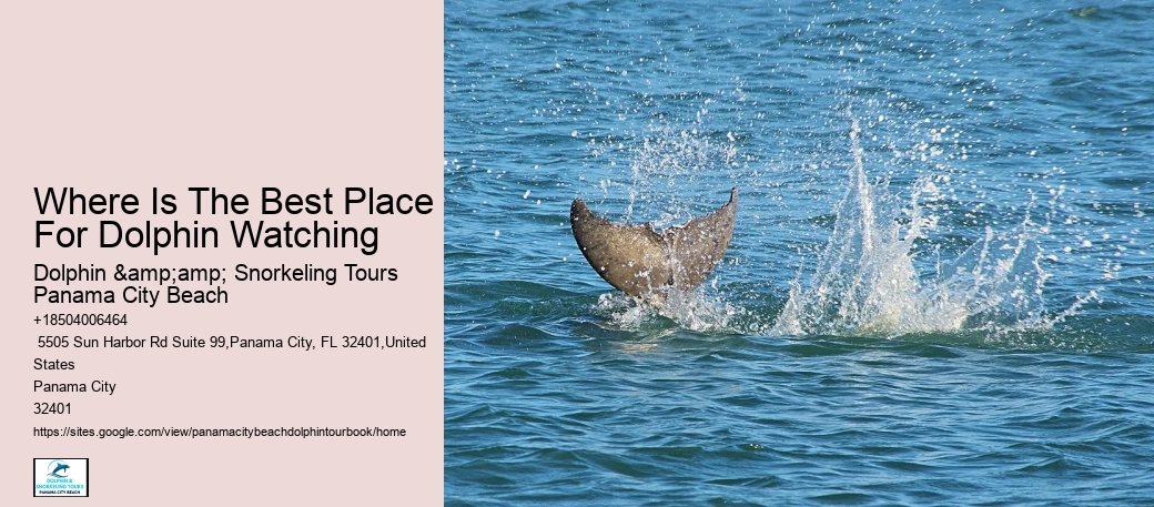 Where Is The Best Place For Dolphin Watching