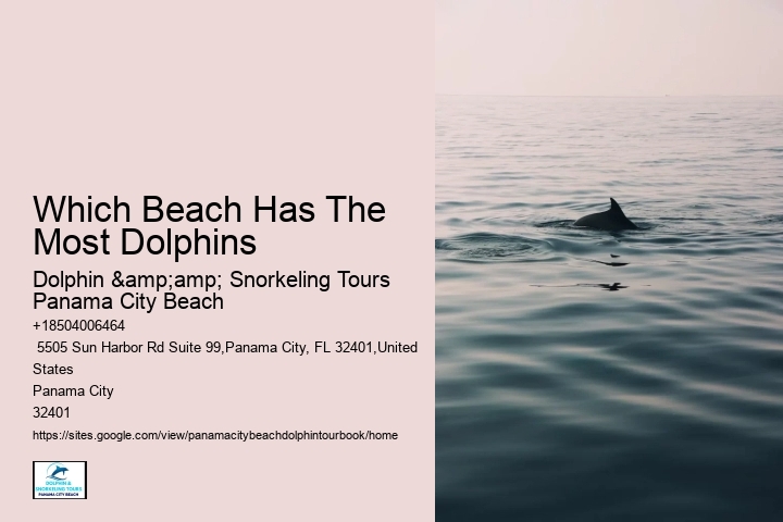 Which Beach Has The Most Dolphins