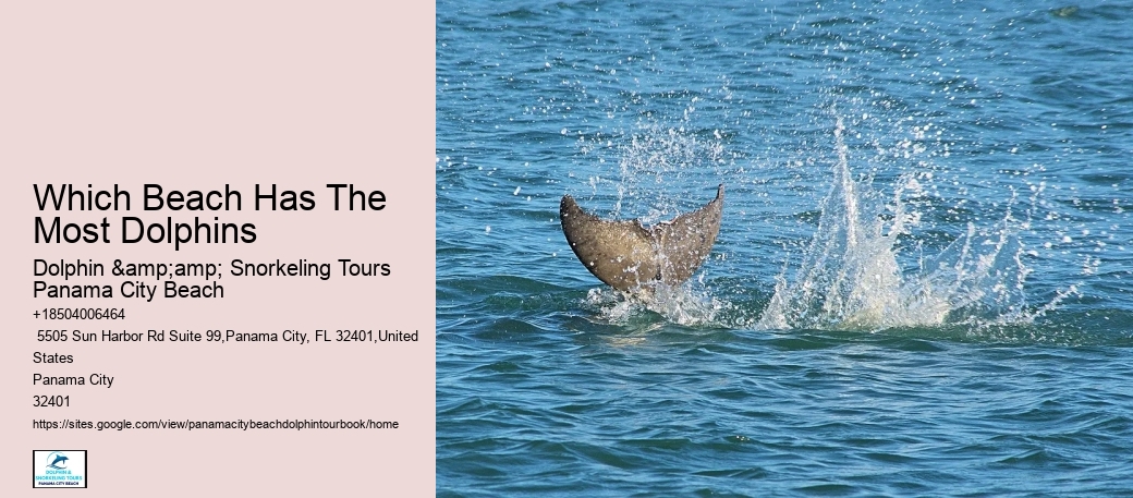 Plan Your Perfect Getaway With A Reserved Dolphin Tour In Panama City Beach