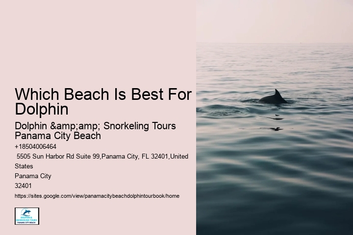 Which Beach Is Best For Dolphin