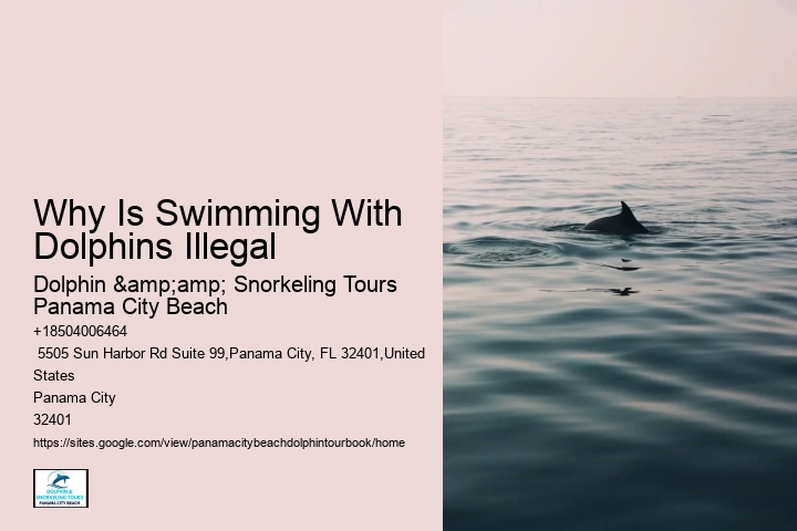 Secure Your Place On A Guided Dolphin Tour And Explore The Beauty Of Panama City Beach