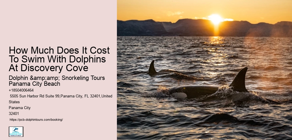 Reserve Your Place On A Guided Dolphin Tour In Panama City Beach Today