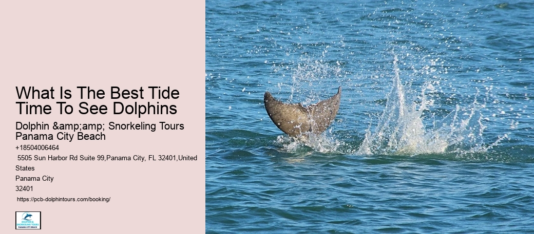 What Is The Difference Between Dolphin Discovery And Dolphin Encounter