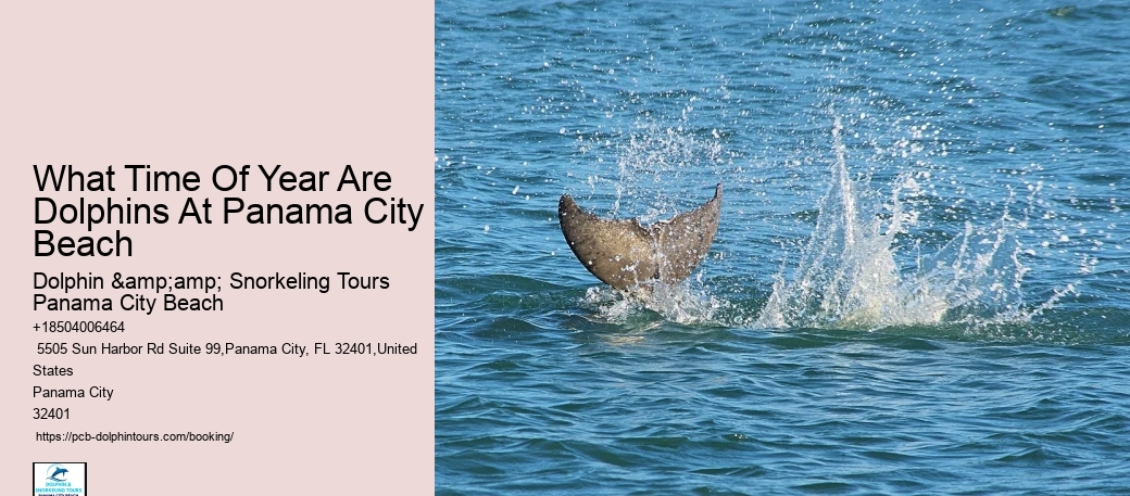 Tips And Advice For Swimming With Dolphins