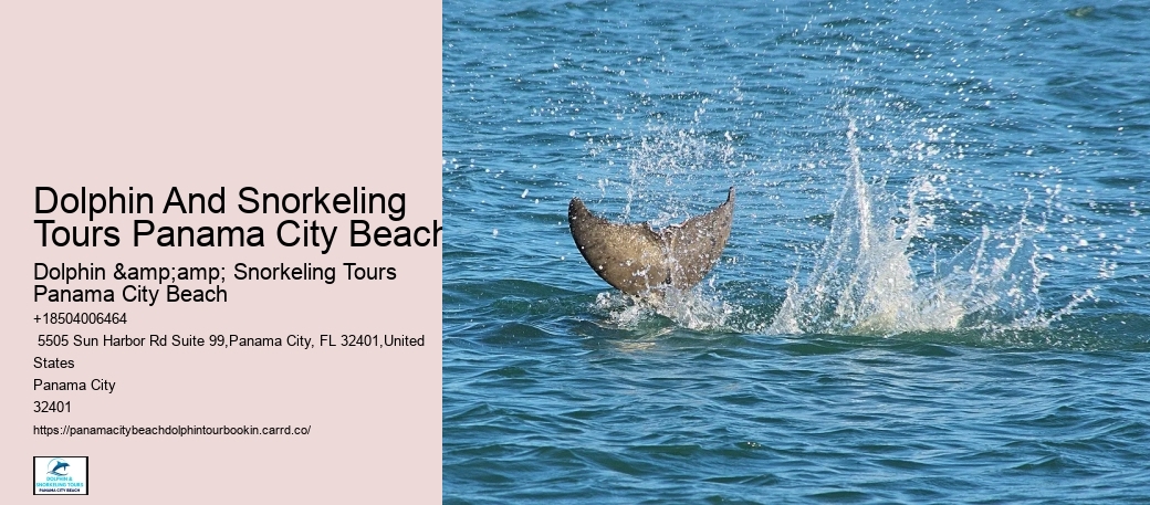 Plan Your Perfect Day With A Booked Dolphin Tour In The Heart Of Panama City Beach