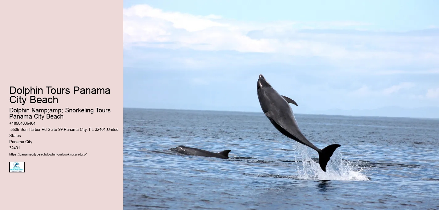 Dolphin Tours Panama City Beach