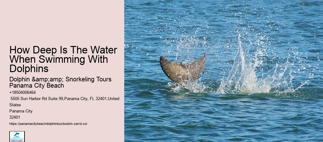 How To Spot Dolphins
