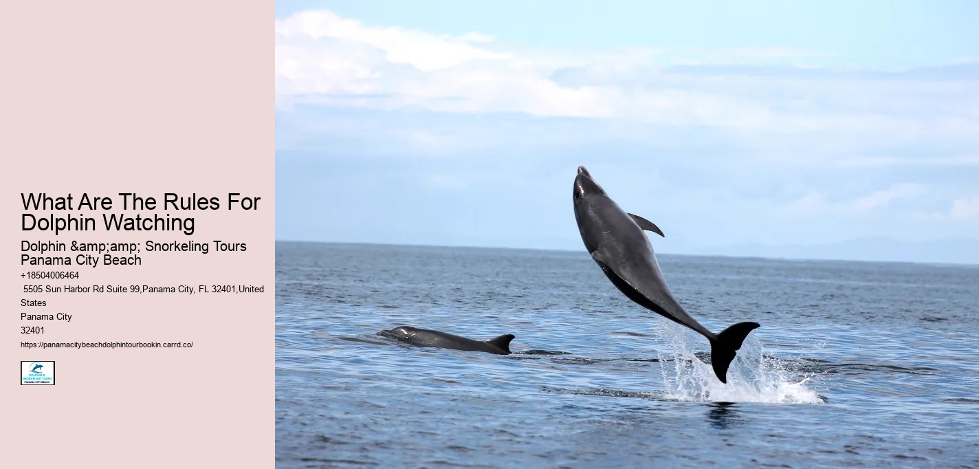 What Are The Rules For Dolphin Watching