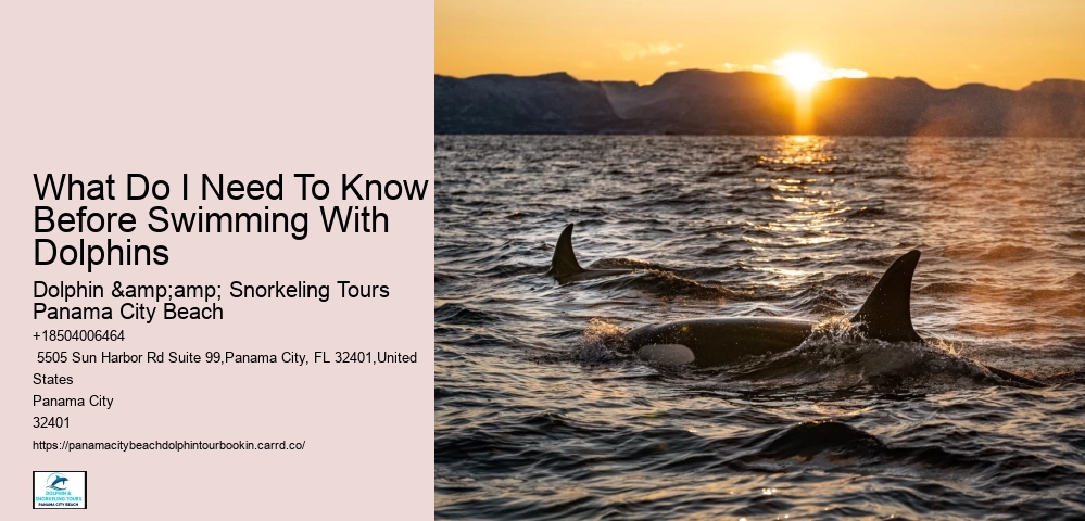 What Do I Need To Know Before Swimming With Dolphins