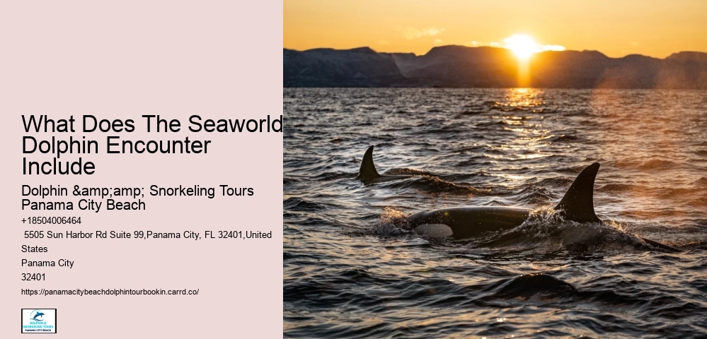 What Does The Seaworld Dolphin Encounter Include