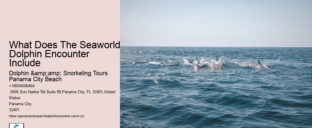 Book Your Panama City Beach Dolphin Tour For An Unforgettable Experience