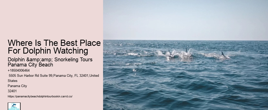 Where Is The Best Place For Dolphin Watching
