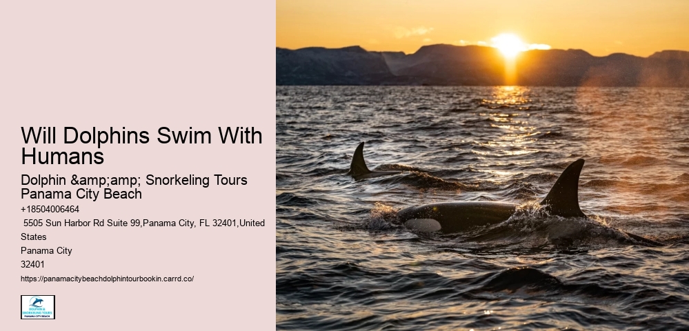 Will Dolphins Swim With Humans