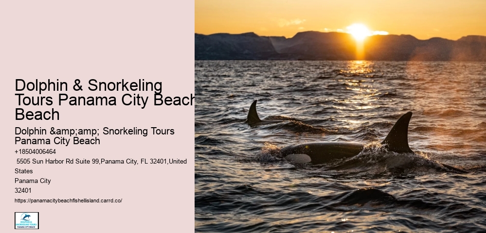 Pcb Snorkeling Spotting Tours