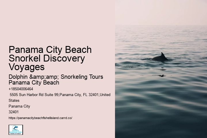 Dolphin Watching
