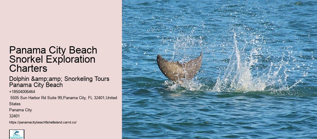 Dolphin Tours