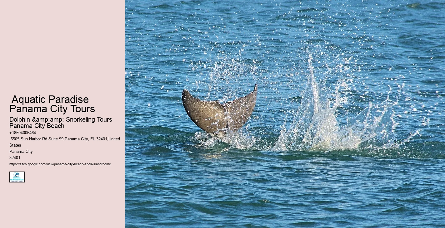  Swim With A Dolphin In Panama City Beach Florida