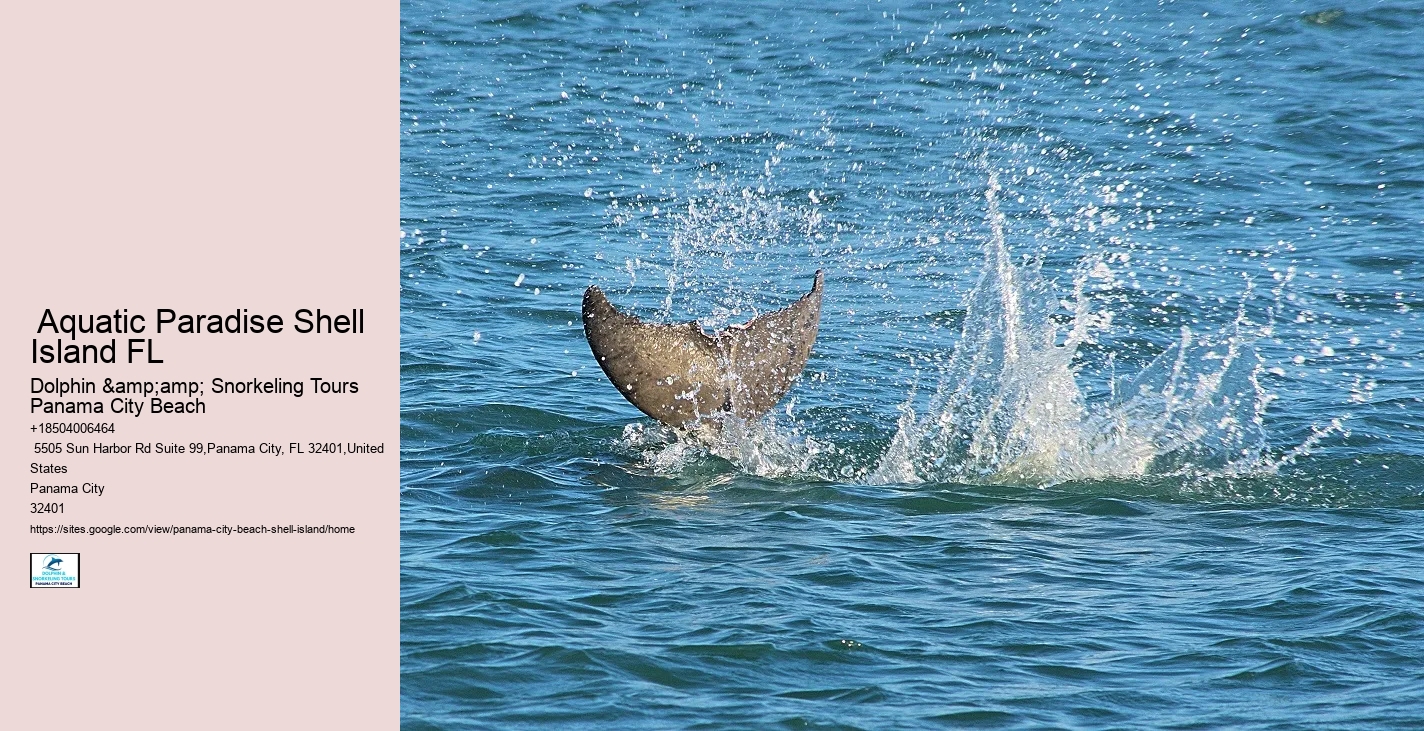  Shell Island Dolphin Tours Panama City Beach Fl