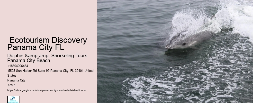  Shell Island Trips & Dolphin Tours