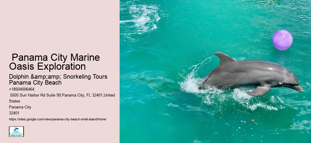  About Shell Island & Dolphins