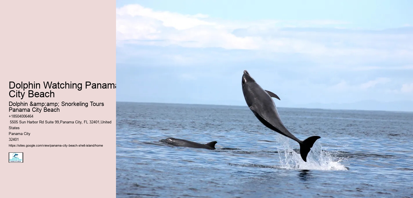 Dolphin Watching Panama City Beach
