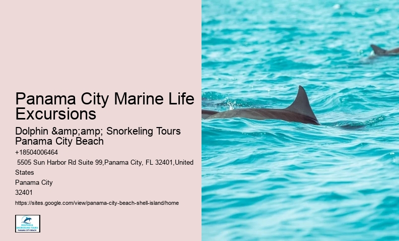  Dolphin Watching Panama City Beach